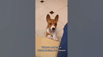 Что вас ждёт если заведете щенка басенджи #басенджи