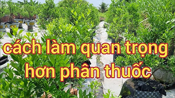 Cách trồng và một số mẹo chăm sóc quất trên chum , trên chậu