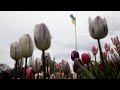 На Співочому полі розквітла виставка тюльпанів