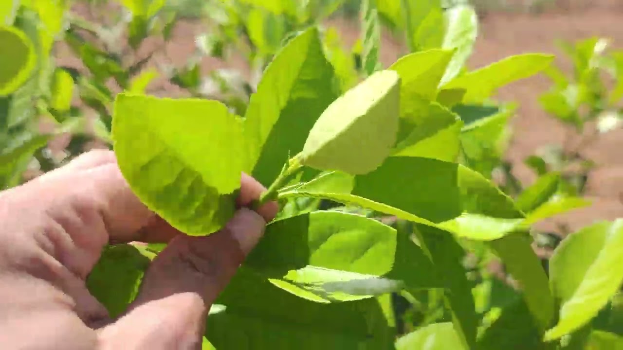 برنامج تسريع نمو اشجار الليمون 🌳🍋🌿(عمر سنة)