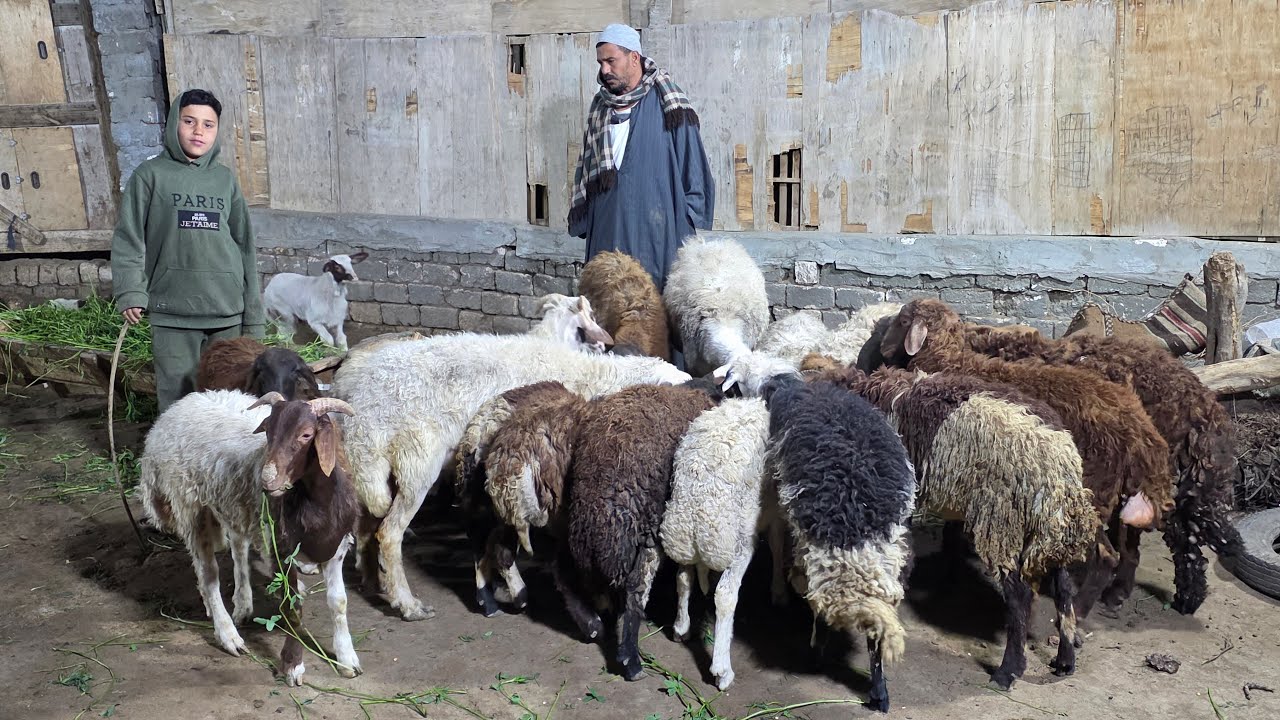 #عاجل | وصول صفقة خرفان وجديان وماعز والده الي مزرعة المعلم احمد سلالات عالية بتاريخ 26 / 2