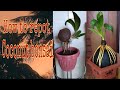 #coconut bonsai repotting(how to repot coconut bonsai? )