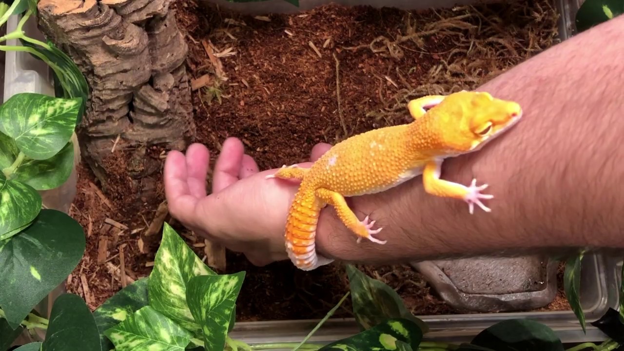 baby leopard gecko size LEOPARD GECKO: Reptile of the Week for sale at CBReptile.com!