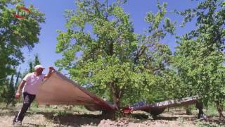 Ceviz Badem Kayısı Toplama Silkeleme Vişne Hasat Makinası Titresim Şanzımanli