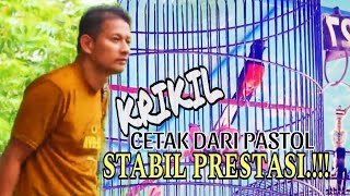 Murai Krikil // Cetak dari Pastol, Usia 3 Urakan terus Ukir Prestasi..🔥🔥