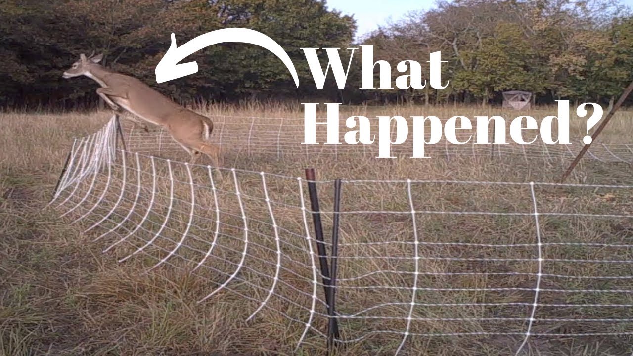 The Fence is Down! Electric Hog Net YouTube