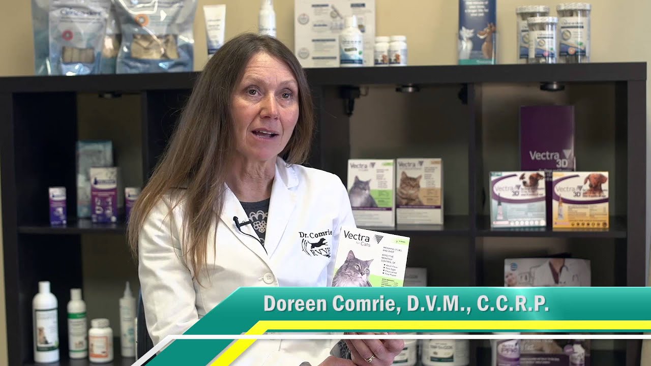 vectra for cats and kittens