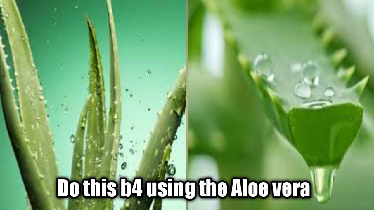 Get rid of aloe vera poisonous contents YouTube
