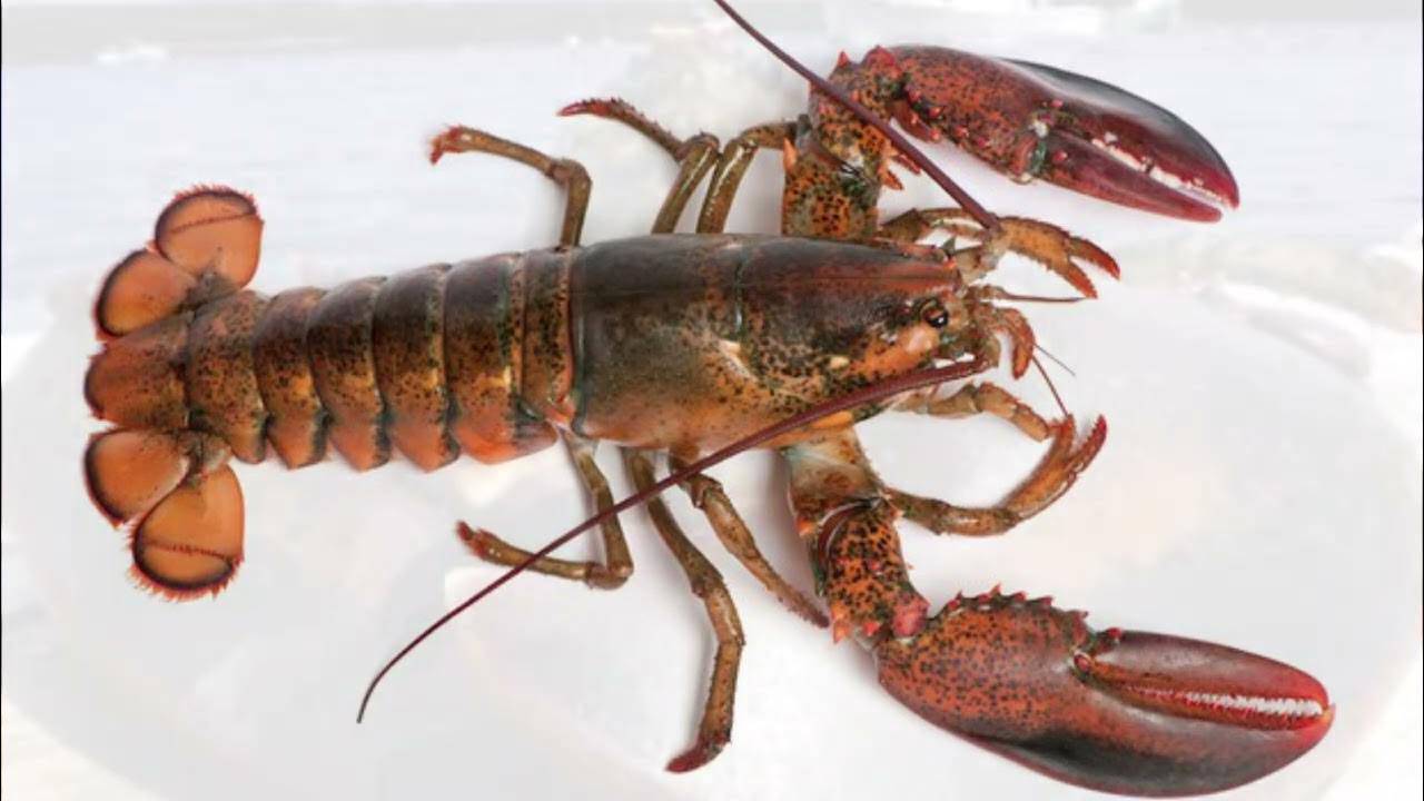 Leopard, Lobster, Langur. YouTube