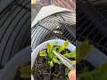How nature deals with mosquitos #plants