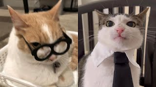 Try Not To Laugh 🤣 New Funny Cats Video 😹 - Just Cats Part 22