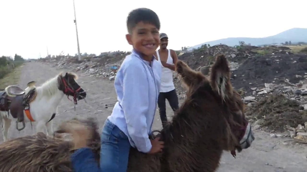 Carrera del pony Capricho contra la burra Chona, Cotiino399