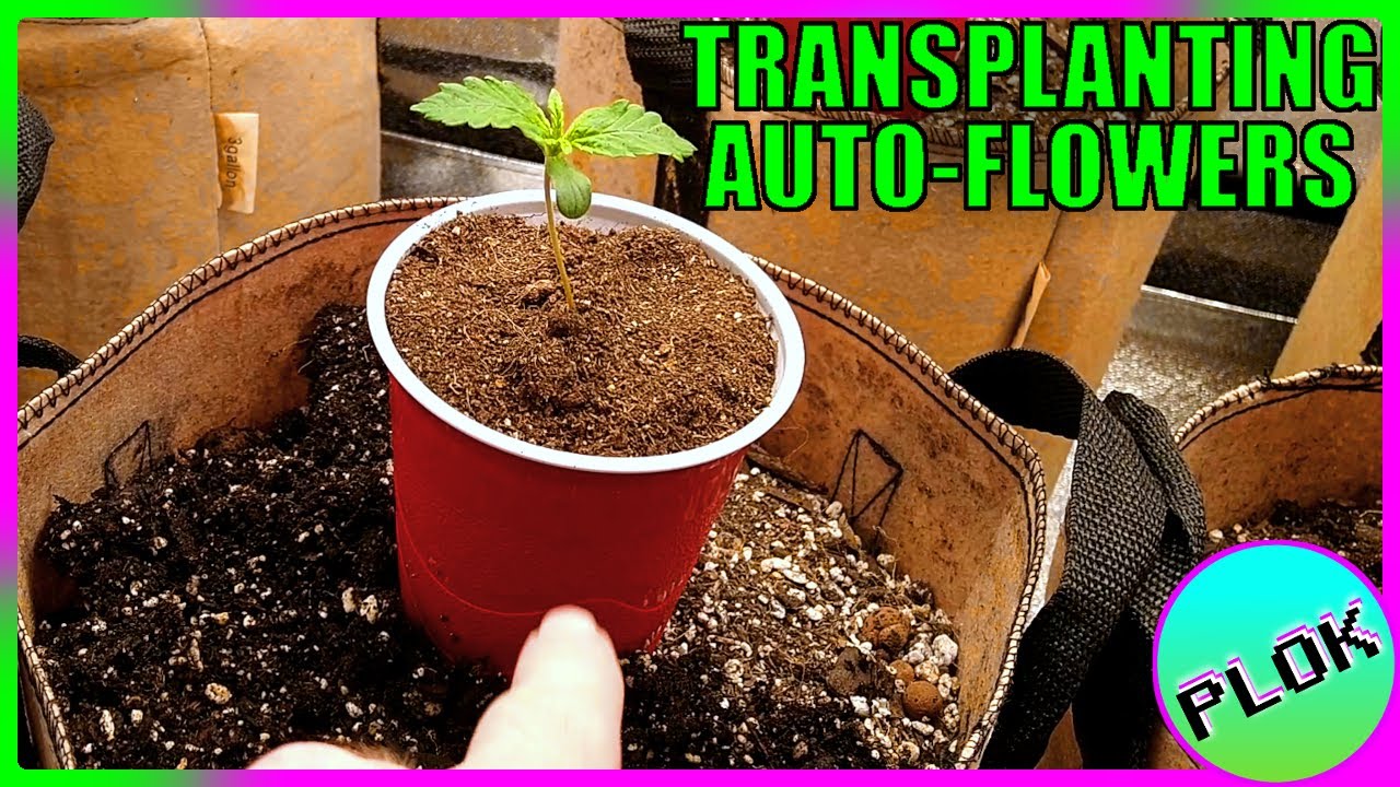 Can You Transplant Autoflowers? - Auto Flower Experiment 2.0: Transplanting and First Topping
