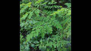 Efeitos terapêuticos em estudo da Moringa oleifera