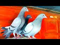 Почтовые голуби уже летают стаей. Carrier pigeons. Carrier pigeons fly in flock