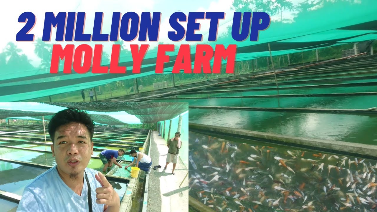 AMAZING! 1.2 Million Ornamental Fish in this Farm
