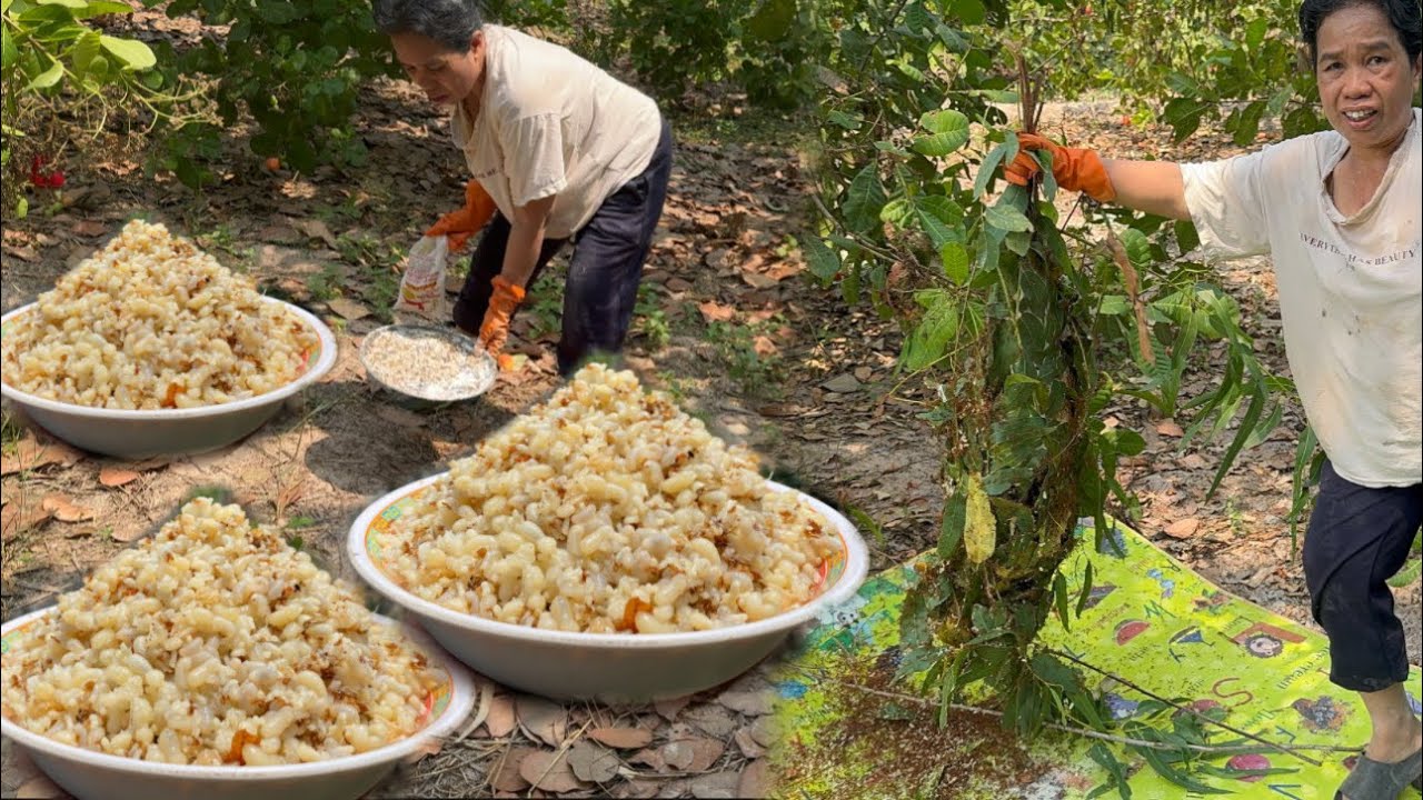 แหย่ไข่มดแดงฮังใหญ่ๆอลังการงานสร้างฮังเดียวได้ไข่เกือบ2โล โพดโพบักโมบักแตง 28/3/68