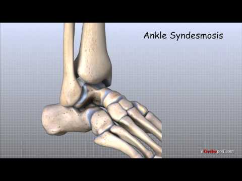 Ankle Anatomy Animated Tutorial