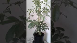 Tarkan(Beni Cok Sev)