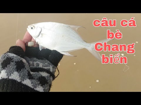 Video: Bờ Biển Glenia