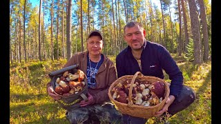 видео: Я ЗАВИДУЮ САМ СЕБЕ, СКАЗОЧНЫЕ БОРОВИКИ В ОСЕННЮЮ ПОРУ, ГРИБНИКИ ПРОСТО В ШОКЕ, ОДИН КРАСИВЕЙ ДРУГОГО картинка: Я ЗАВИДУЮ САМ СЕБЕ, СКАЗОЧНЫЕ БОРОВИКИ В ОСЕННЮЮ ПОРУ, ГРИБНИКИ ПРОСТО В ШОКЕ, ОДИН КРАСИВЕЙ ДРУГОГО