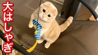 新しいオモチャで暴走するモフ猫達がこちら by ねおの猫。短足マンチカンよちひこ 2,378 views 2 years ago 8 minutes, 8 seconds