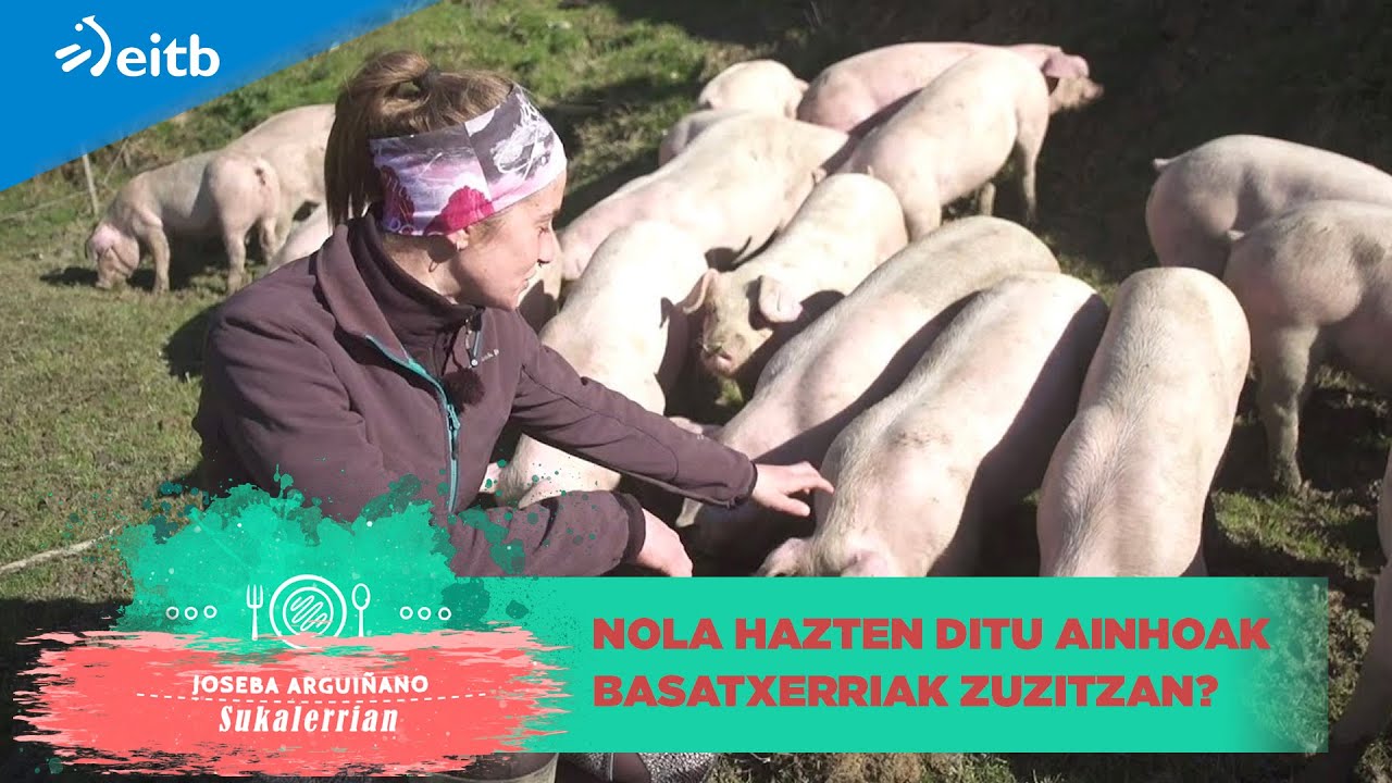 Nola hazten ditu Ainhoak basatxerriak Zuzitzan?