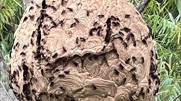 Những tổ ong chân vàng cuối mùa còn sót lại #nhịp sống rừng núi