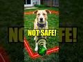 Are Invisible Fences Putting Your Dog at Risk?