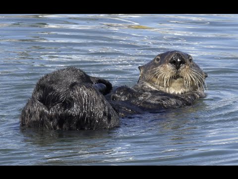 Video: Elkhorn Slough Nature Tour, Monterey Bay