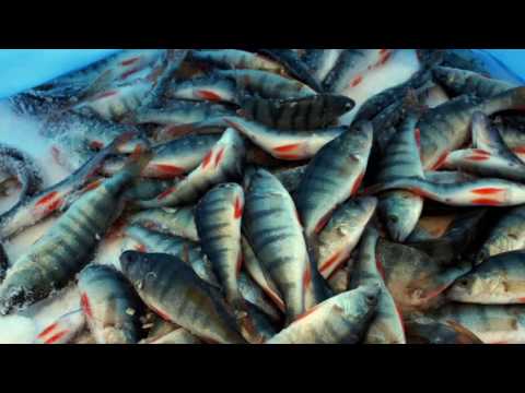 ловля окуня на КВХ .( электронная удочка). VOVAN - ФИЛЬМ