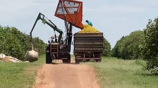 Carregamento de laranjas com o trator e o transbordo