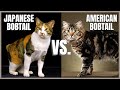 Japanese Bobtail Cat VS. American Bobtail Cat の動画、YouTube動画。