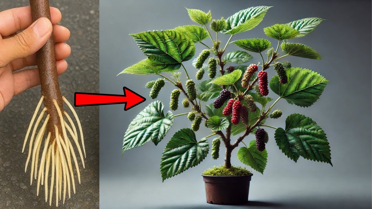 MORRIA E NÃO SABIA: É ASSIM Que Uma Muda Vira Planta Forte