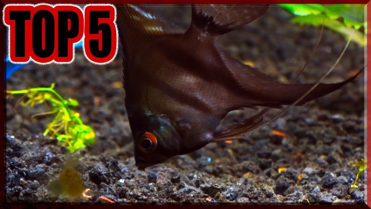 Top 5 Reasons Why You Should Buy A Angelfish!