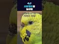 사랑앵무랑 놀아줘 #동탄가볼만한곳 #아르티스테마파크 #사랑앵무