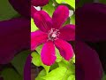 Springtime in Color #nature #birdsong #springseason #juniper #hibiscus #astilbe #peach #tulippoplar