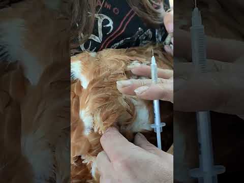 Video: Torticollis bei Hunden