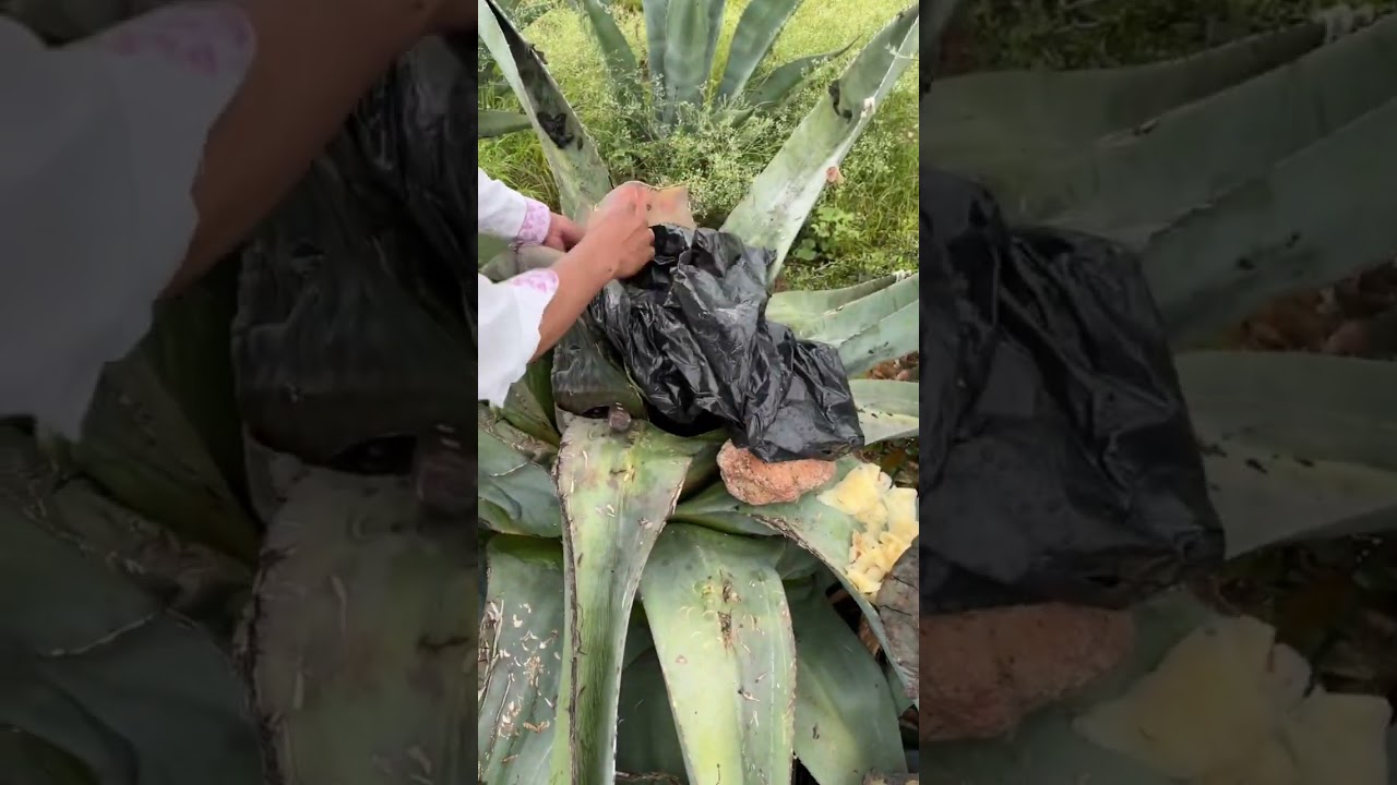 Así se raspa el maguey para extraer aguamiel y hacer pulque 