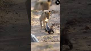 Never Mess With honey badger