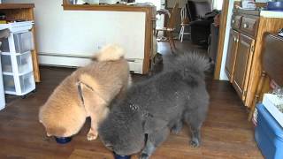 Chow Chow Training ... getting better 03.22.12