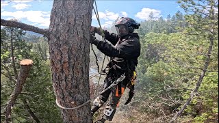 Burning BeetleKill Pine