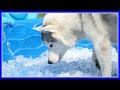 HUSKY ICE POOL PARTY | ICE BATH for the Siberian Huskies