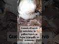 ¿Que pasa cuando una gallina pone su huevo ? 🐔👈