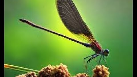 Con Chuồn Chuồn (tại sao chuồn chuồn lại chấm đuôi xuống nước) vì sao chuồn chuồn lại đạp nước