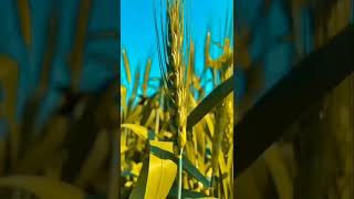 Desi Boy Editing Jai Hind