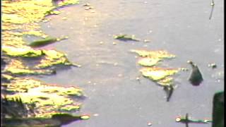 CBS 6 VIDEO VAULT: 1979 - May 16 - Dead fish rot in Byrd Park Profile
