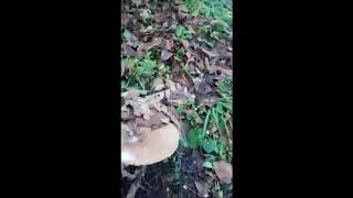 Balkadın melki cıntar mushroom hunting 2019