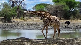 Unforgettable Moments Close Up Encounter with a Giraffe on a Tanzanian Safari @TheWildTube by The Wild Tube 466 views 10 months ago 19 minutes