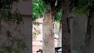 #shoshort #cracke #foryou #funny #youtubeshorts #whatsappstatus #viralvideo #cra